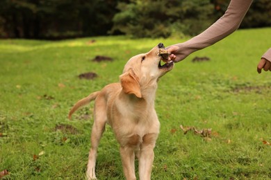 Photo of Woman playing with adorable Labrador Retriever puppy on green grass in park, closeup