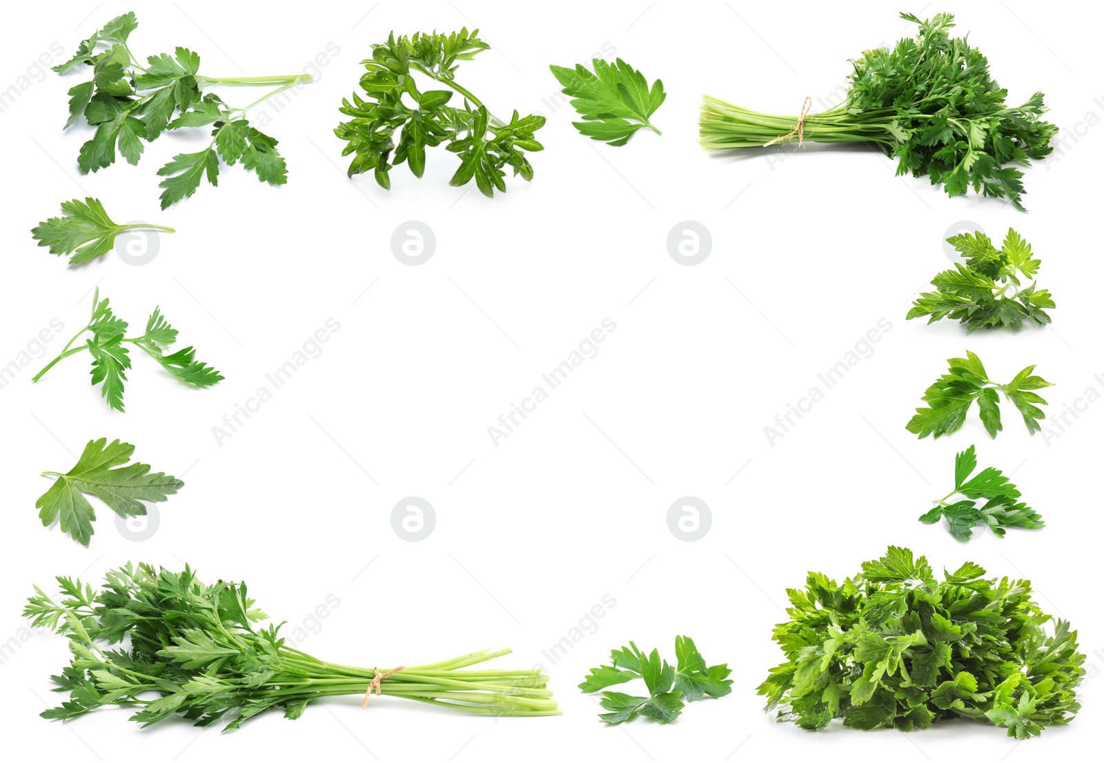 Image of Frame of green parsley on white background