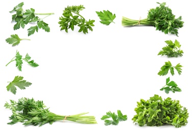 Image of Frame of green parsley on white background