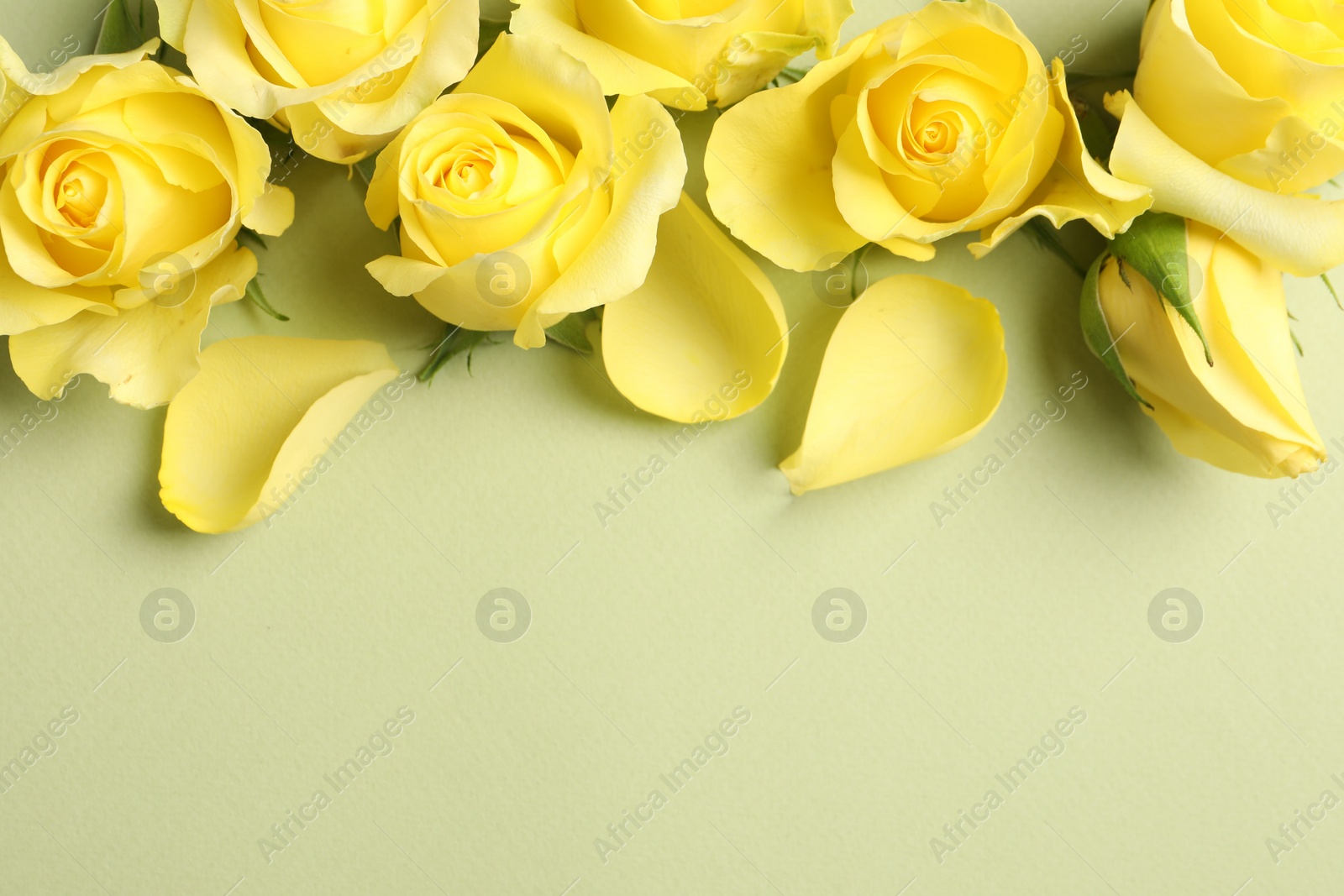 Photo of Beautiful yellow roses and petals on light olive background, flat lay. Space for text