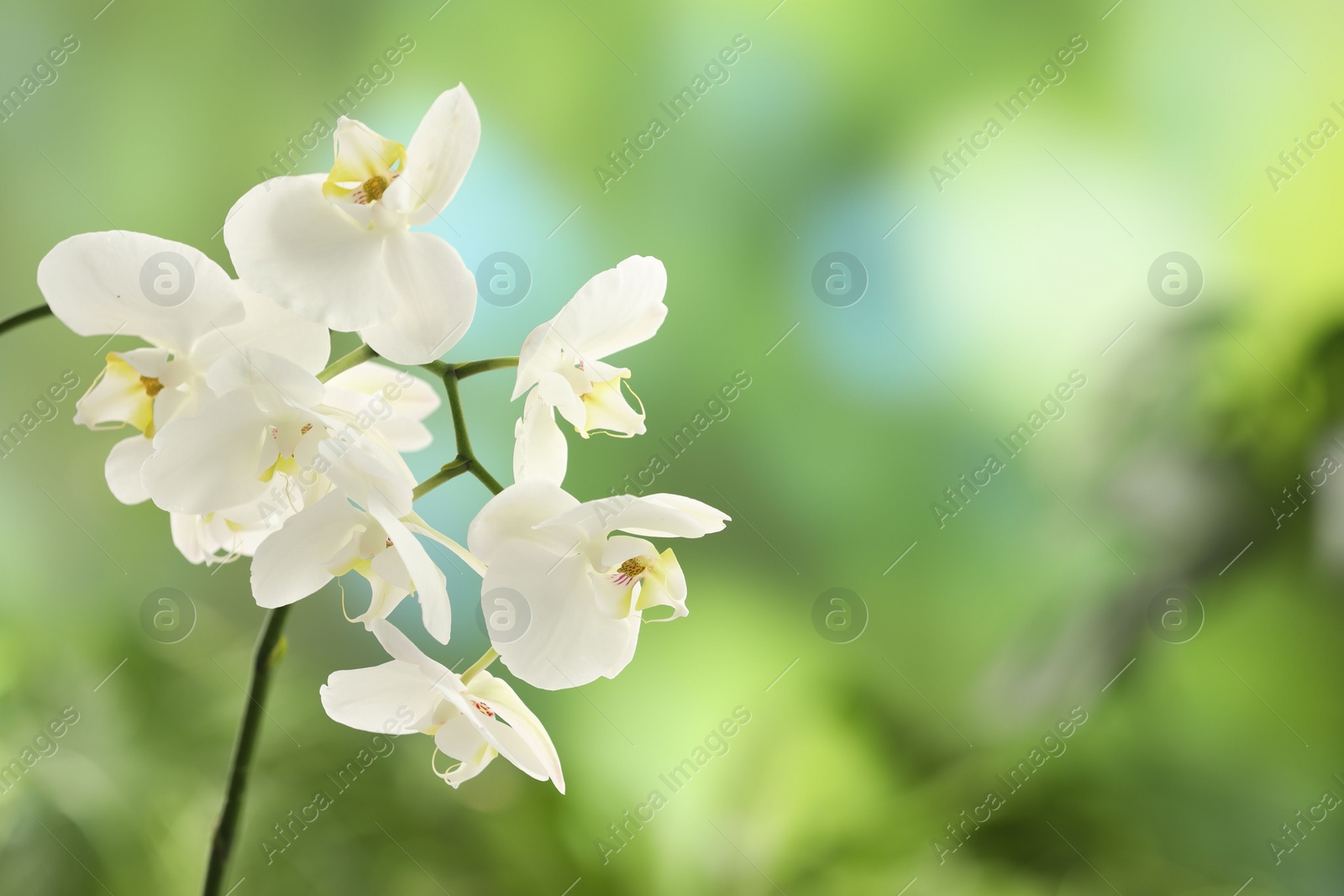 Photo of Branch with beautiful orchid flowers on blurred background, closeup. Space for text