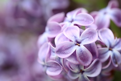 Photo of Beautiful blossoming lilac flowers on blurred background, closeup. Space for text