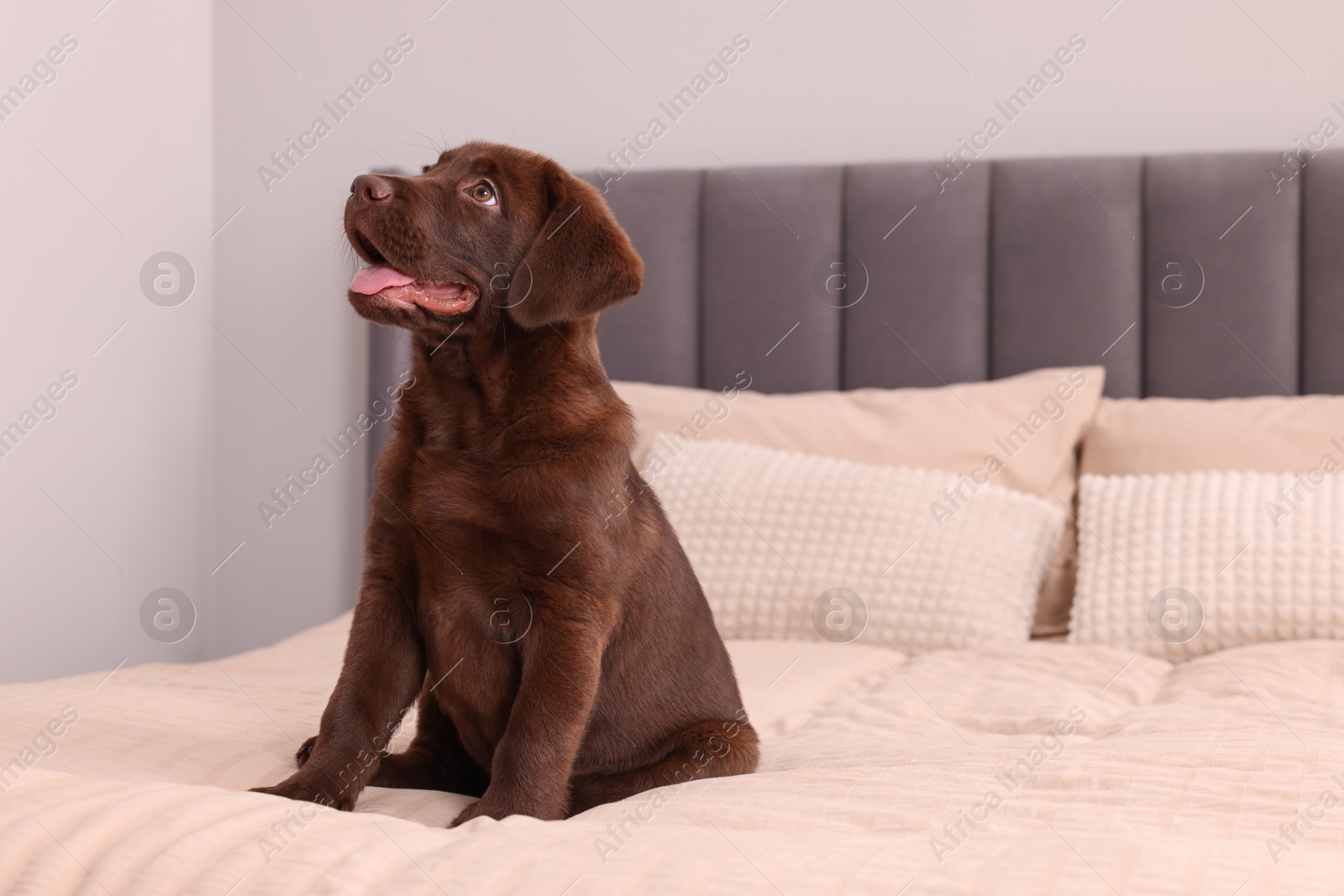 Photo of Cute chocolate Labrador Retriever on soft bed in room, space for text. Lovely pet