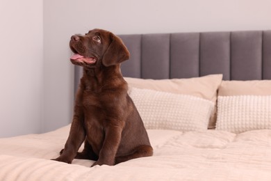 Cute chocolate Labrador Retriever on soft bed in room, space for text. Lovely pet