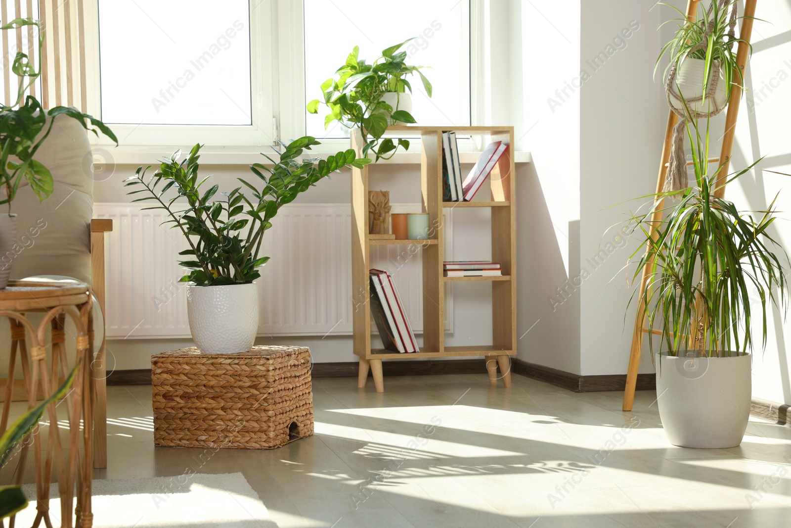 Photo of Stylish room interior with different beautiful houseplants