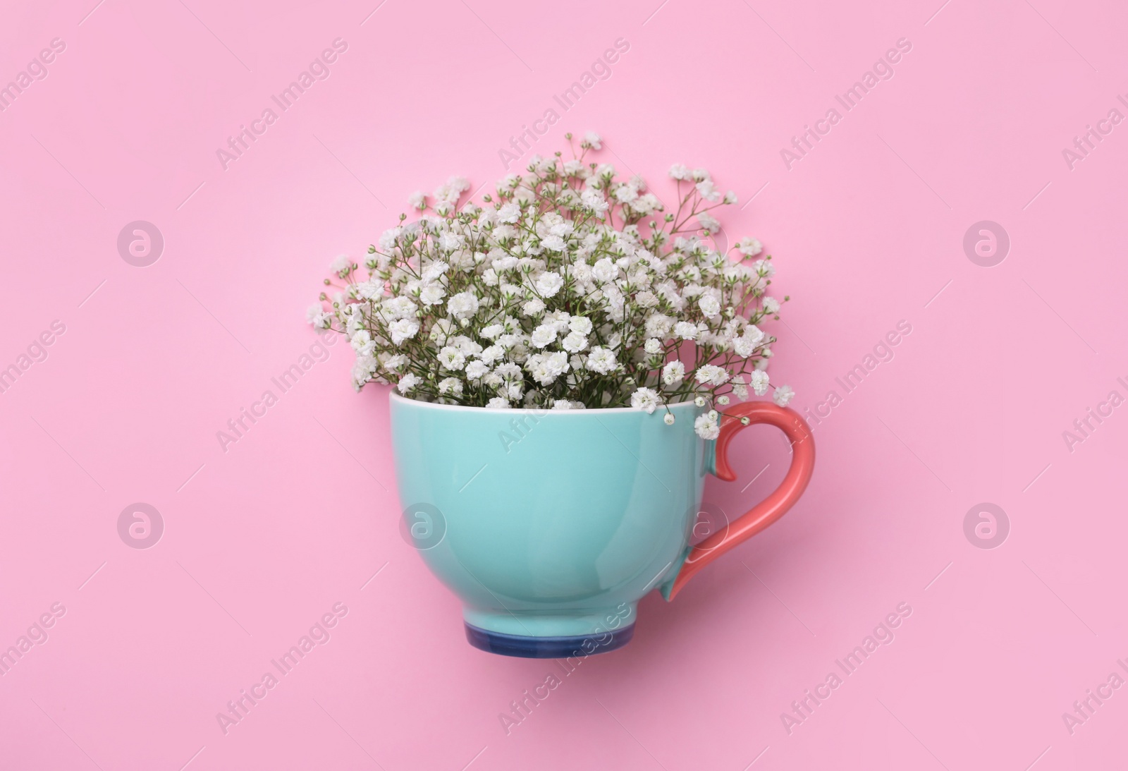 Photo of Beautiful gypsophila in cup on pink background, top view