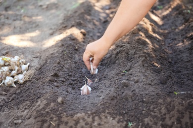 Photo of Woman planting garlic cloves in soil, closeup