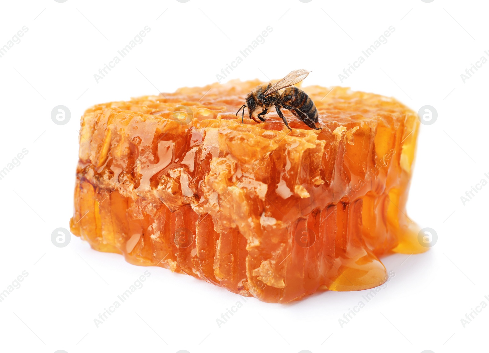 Photo of Honeycomb and bee on white background. Domesticated insect