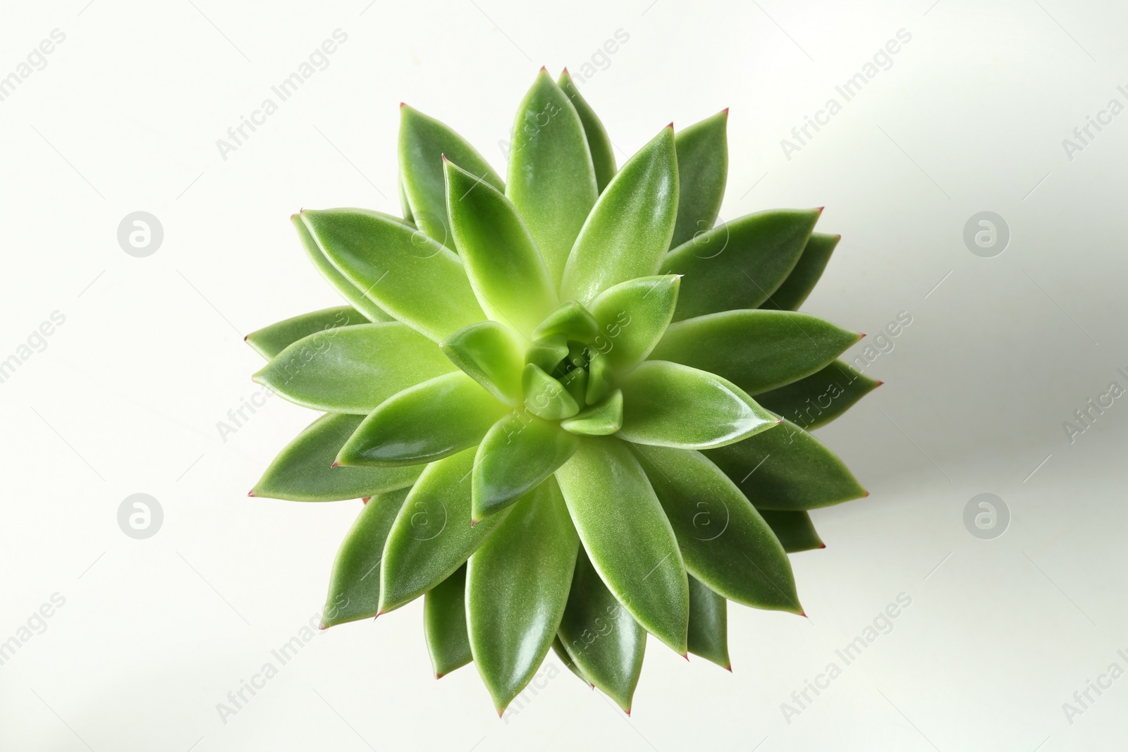 Photo of Beautiful echeveria isolated on white, top view. Succulent plant