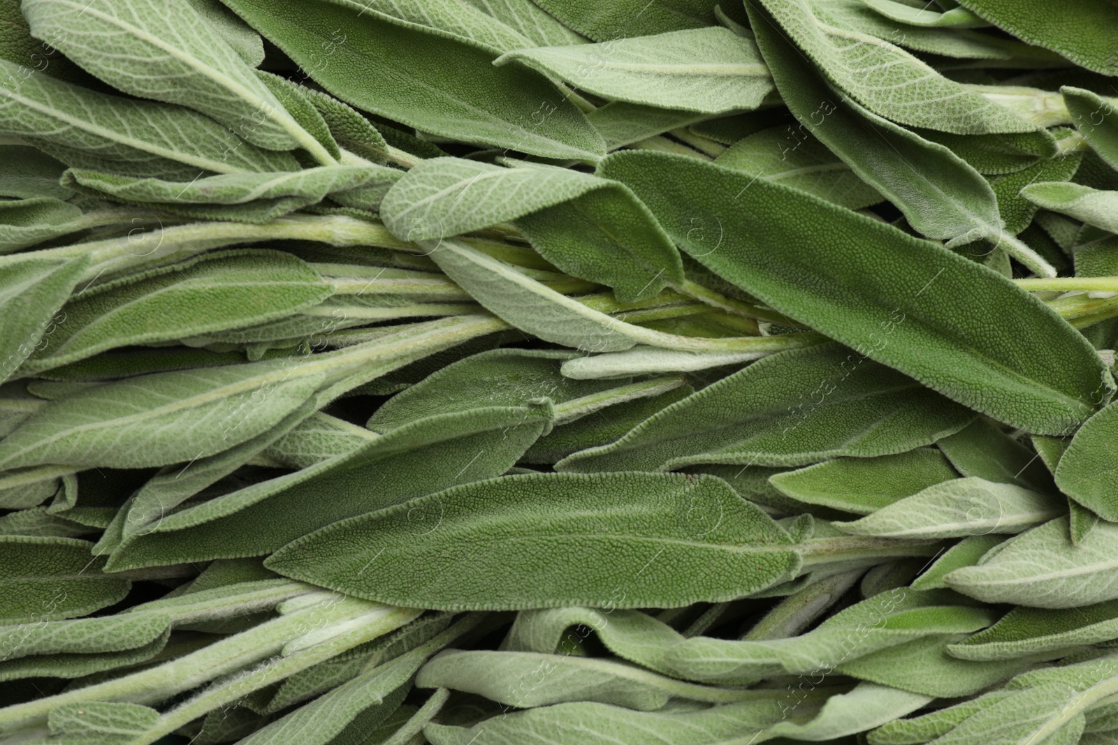 Photo of Fresh green sage leaves as background, top view