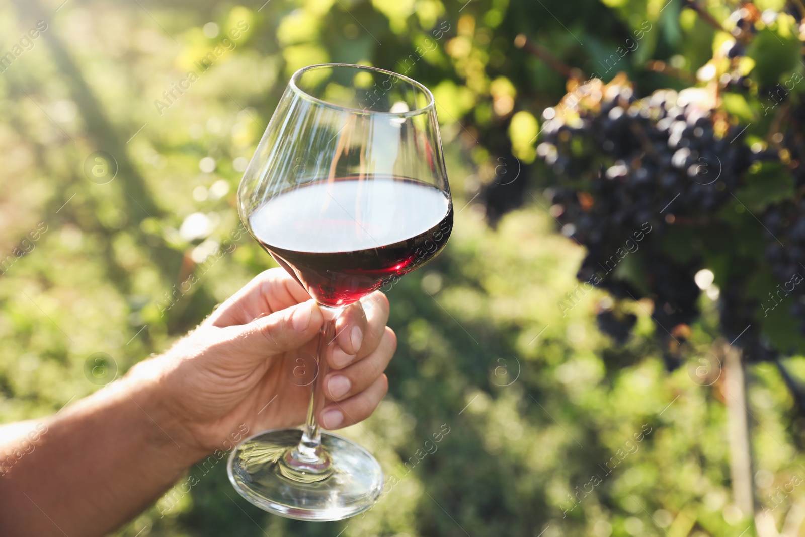 Photo of Man holding glass of wine in vineyard, closeup