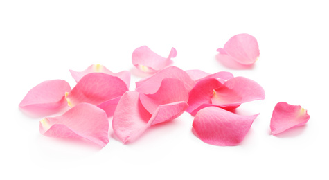 Fresh pink rose petals on white background