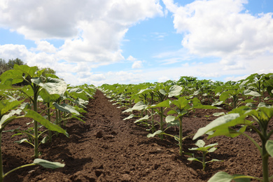 Photo of Agricultural field with young sunflower plants on sunny day