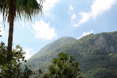 Picturesque view of beautiful mountains and forest