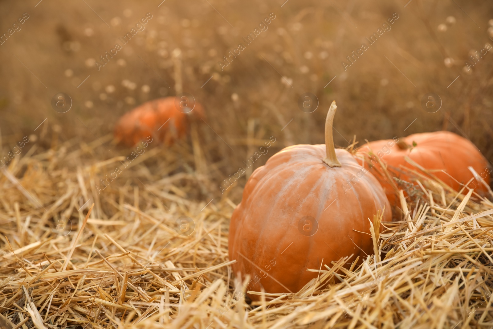 Photo of Ripe orange pumpkins among straw in field