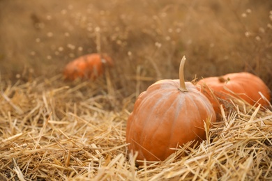 Ripe orange pumpkins among straw in field