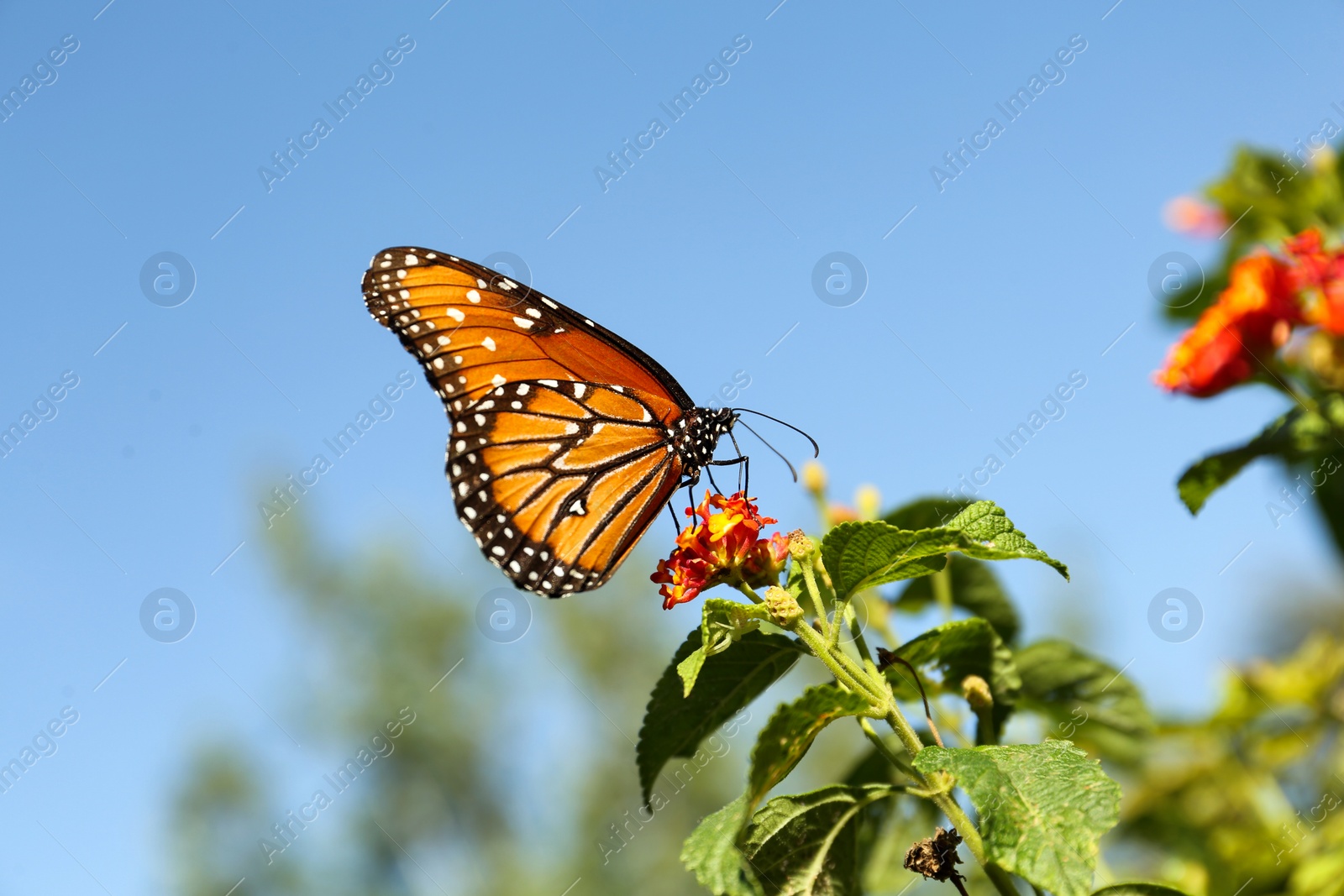 Photo of Beautiful orange Monarch butterfly on plant outdoors