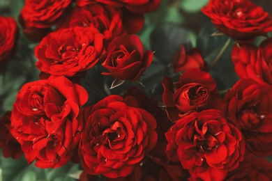 Image of Beautiful blooming red roses on bush outdoors