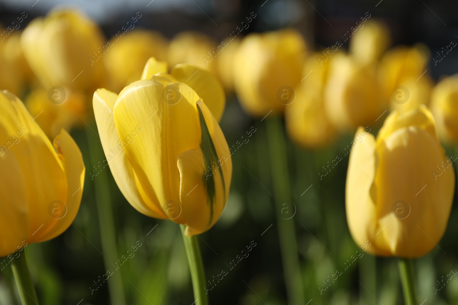 Photo of Beautiful yellow tulips growing outdoors on sunny day, closeup. Spring season