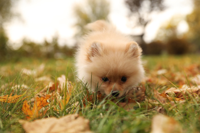 Cute fluffy dog in park on autumn day