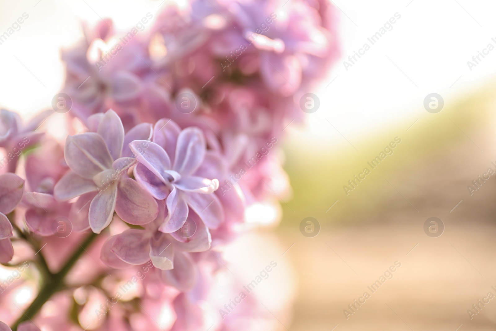 Photo of Closeup view of beautiful blooming lilac shrub outdoors on sunny day
