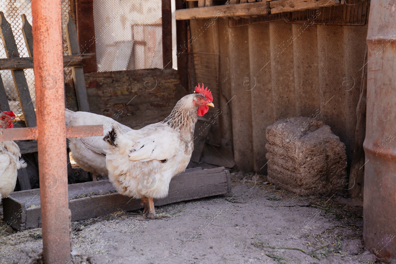 Photo of Beautiful hens near feeder in yard. Domestic animals