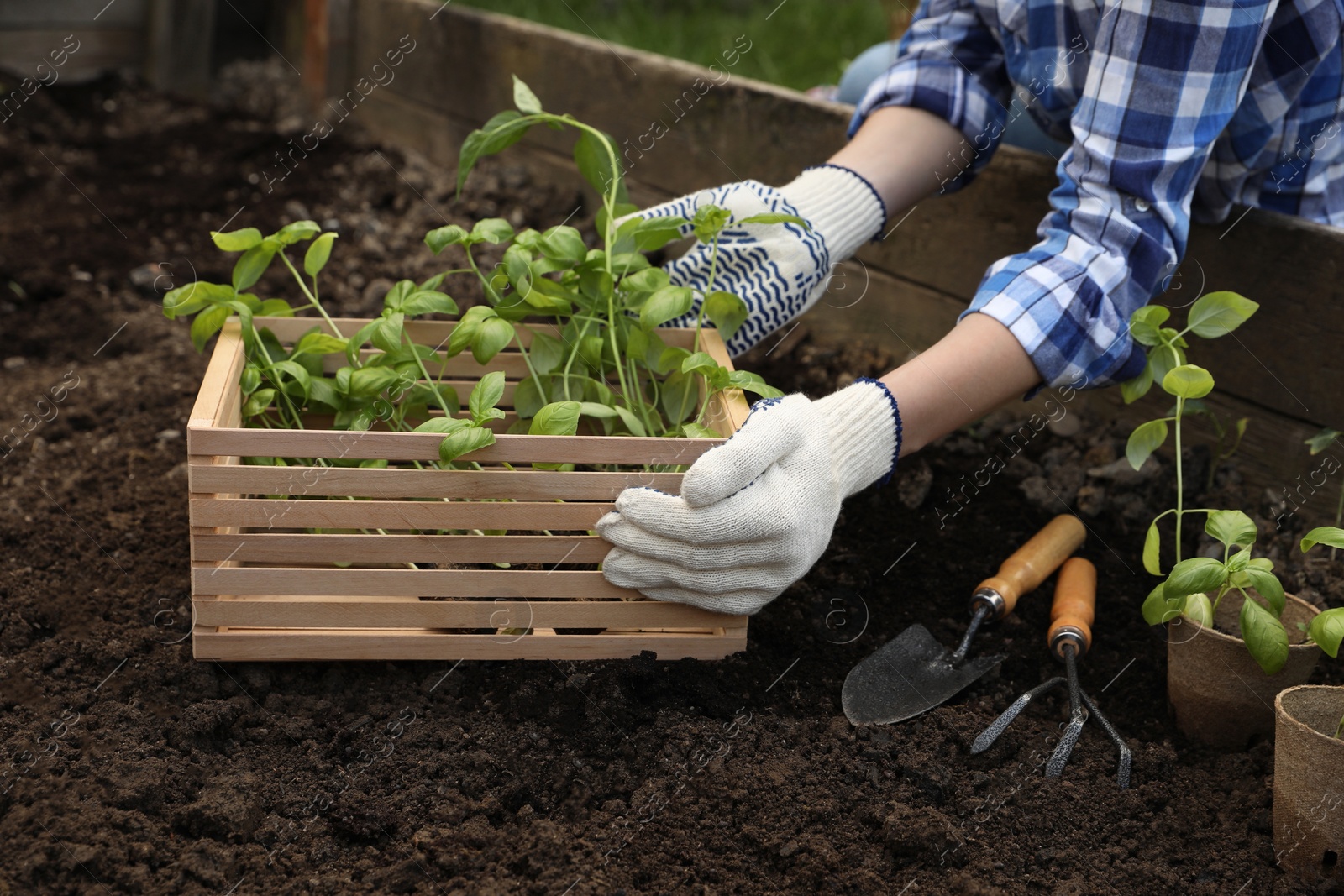 Photo of Woman with wooden crate of seedlings outdoors, closeup. Transplanting plants in soil