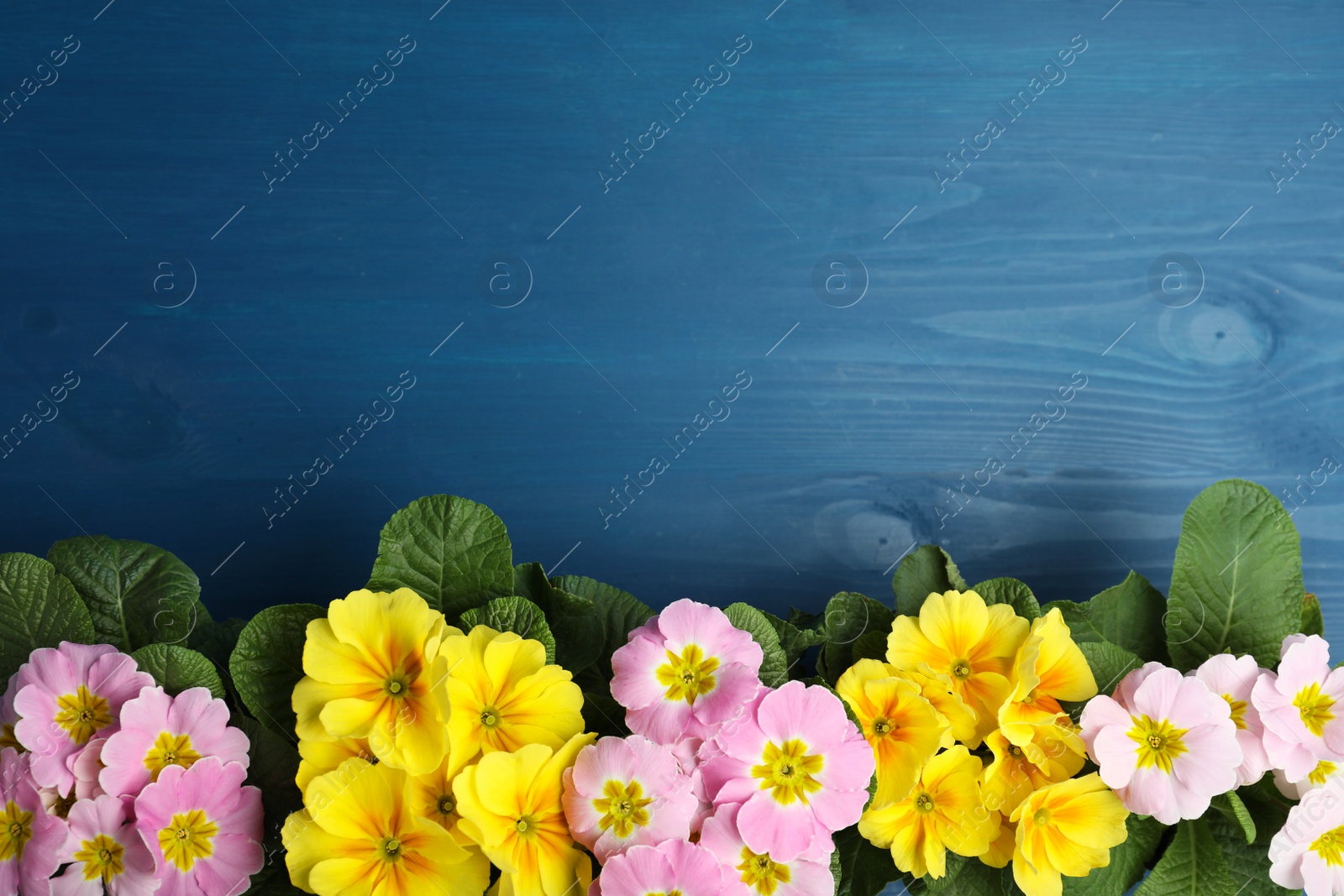 Photo of Beautiful primula (primrose) flowers on blue wooden table, flat lay with space for text. Spring blossom