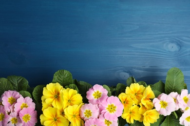 Photo of Beautiful primula (primrose) flowers on blue wooden table, flat lay with space for text. Spring blossom