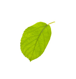 Photo of Green leaf of apple tree isolated on white