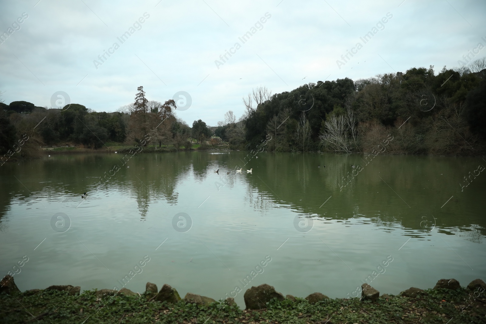Photo of Beautiful view of lake and trees in park on cloudy day
