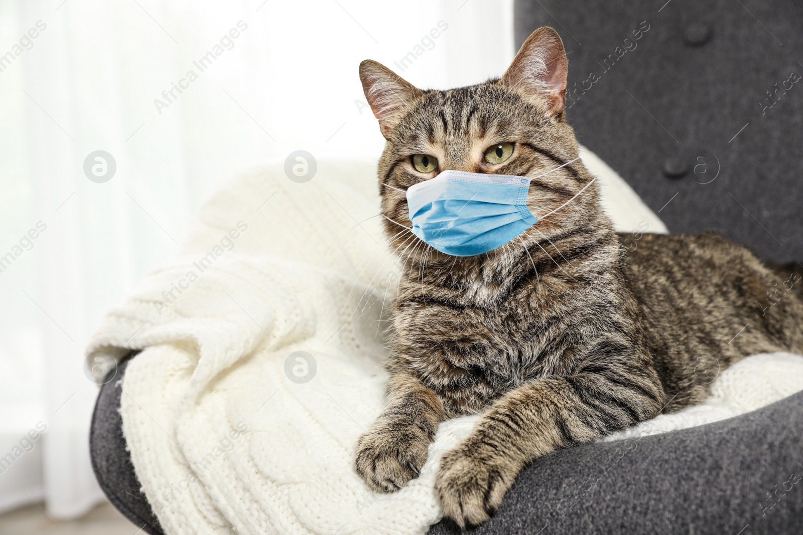 Image of Cute tabby cat in medical mask at home. Virus protection for animal