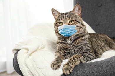 Cute tabby cat in medical mask at home. Virus protection for animal