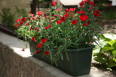 Photo of Beautiful red flowers in plant pot outdoors on sunny day