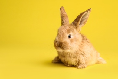 Photo of Adorable furry Easter bunny on color background, space for text