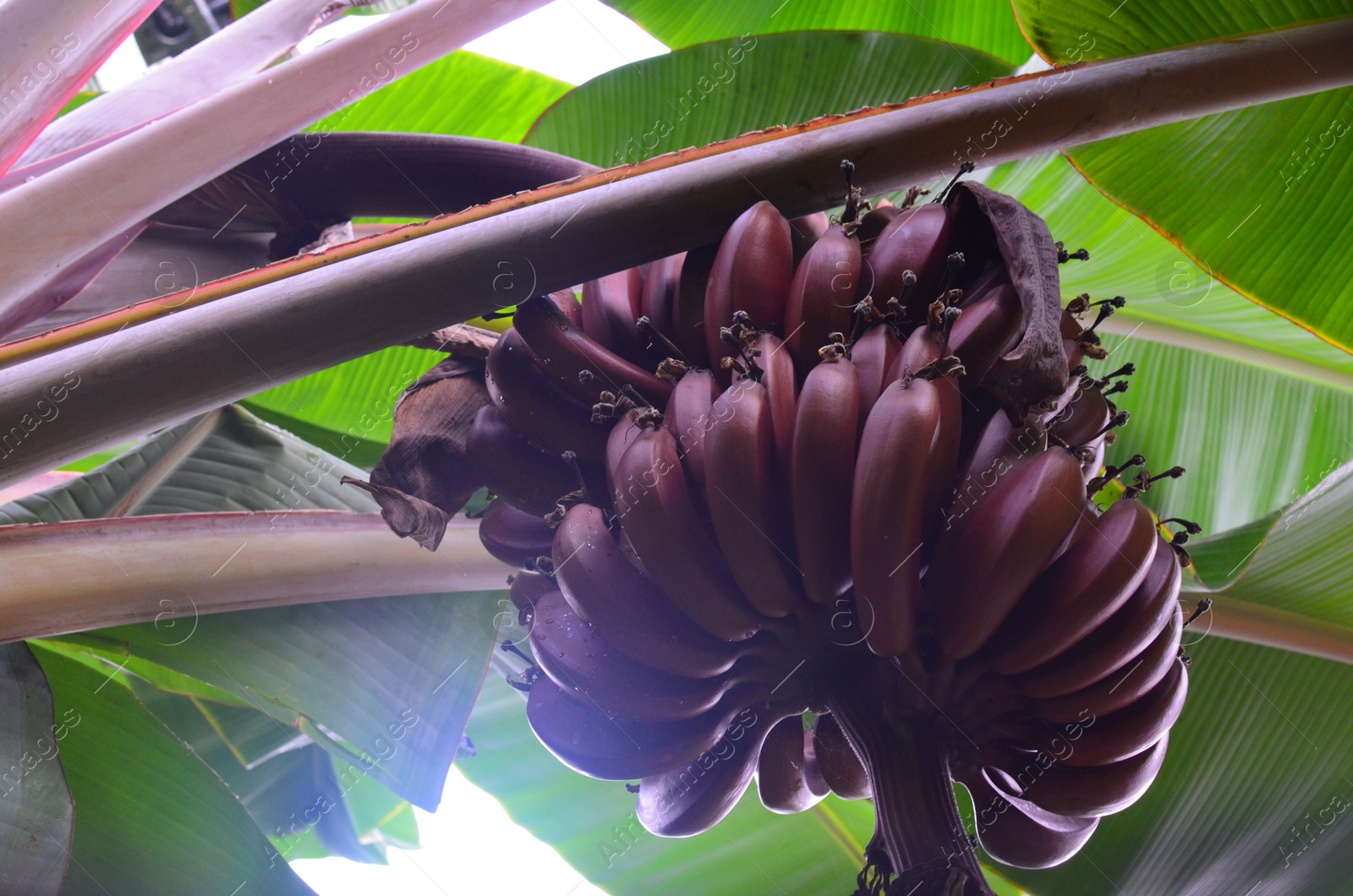 Photo of Beautiful banana tree with fruits, low angle view