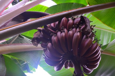 Photo of Beautiful banana tree with fruits, low angle view