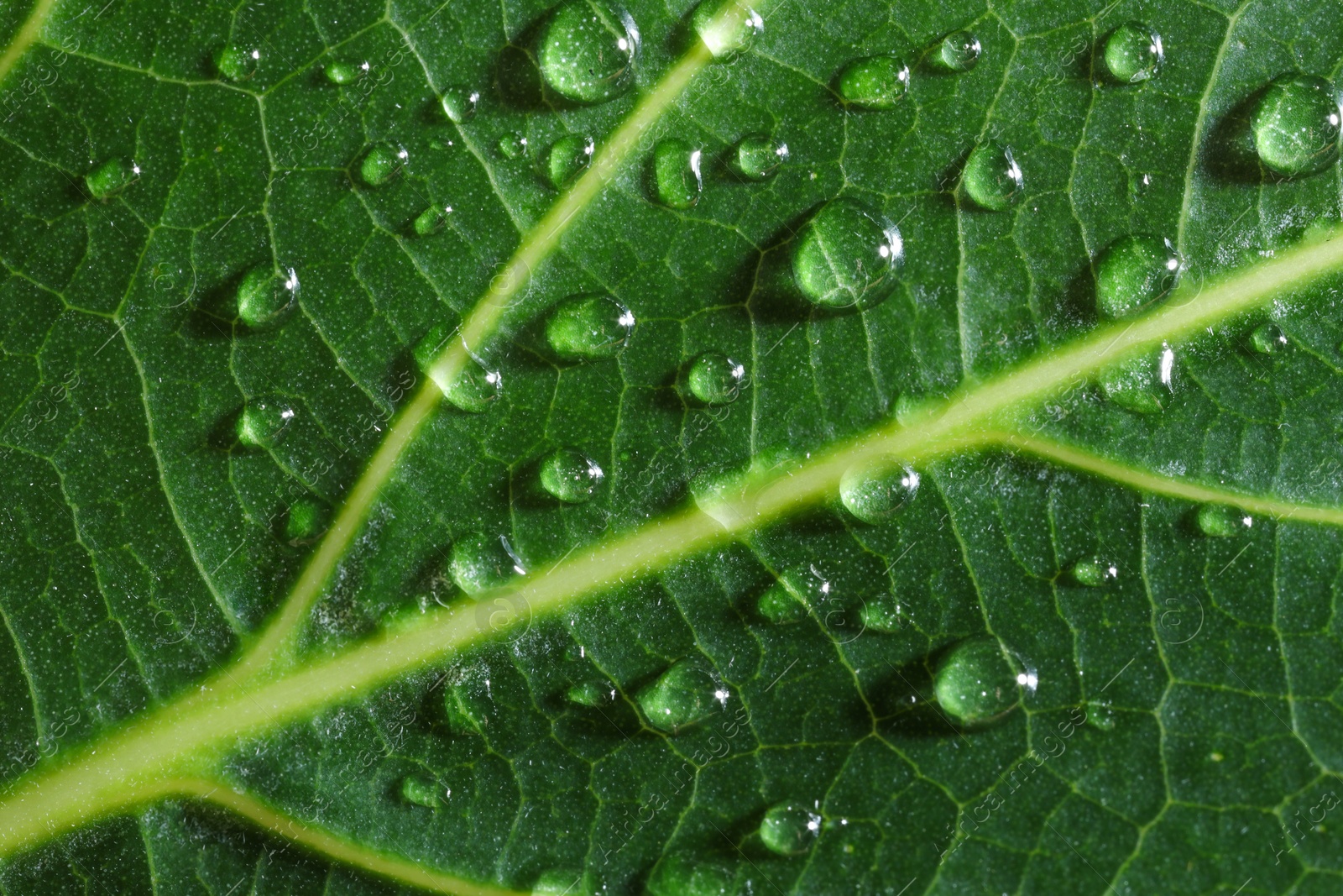 Photo of Macro photo of green leaf with water drops as background, top view