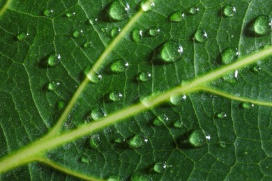 Macro photo of green leaf with water drops as background, top view
