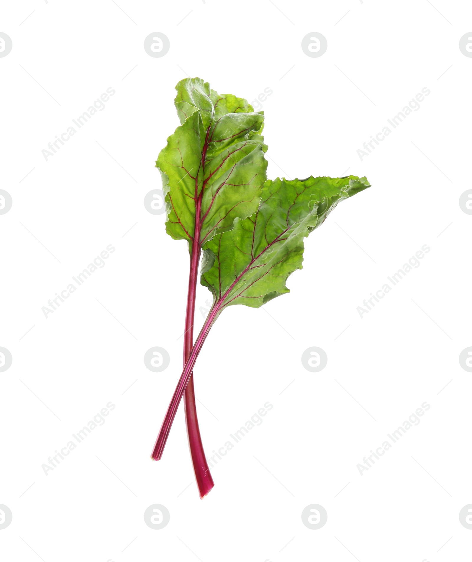 Photo of Leaves of fresh beet on white background