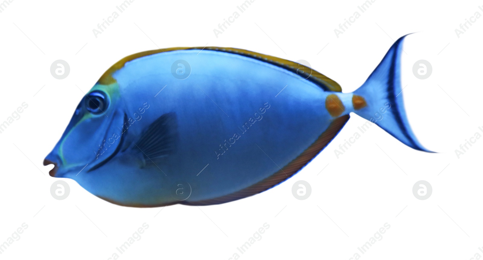 Image of Beautiful achilles tang fish on white background