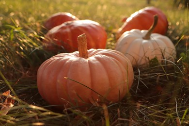 Photo of Many ripe pumpkins among green grass outdoors, closeup