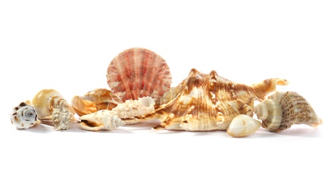 Beautiful exotic sea shells isolated on white