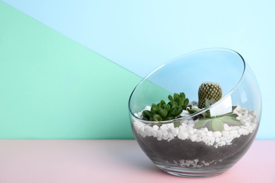 Photo of Glass florarium with different succulents on color background, space for text