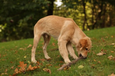 Photo of Cute Labrador Retriever puppy with stick on green grass in park