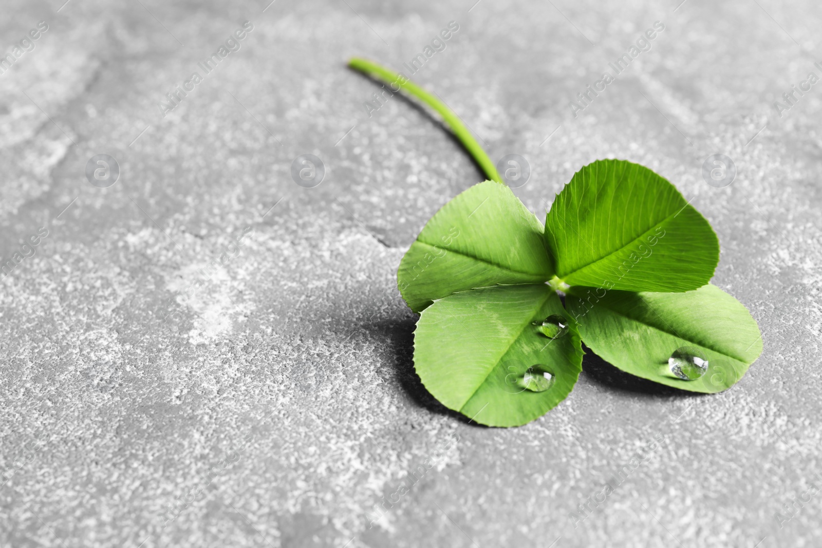 Photo of Green four-leaf clover on gray background with space for text