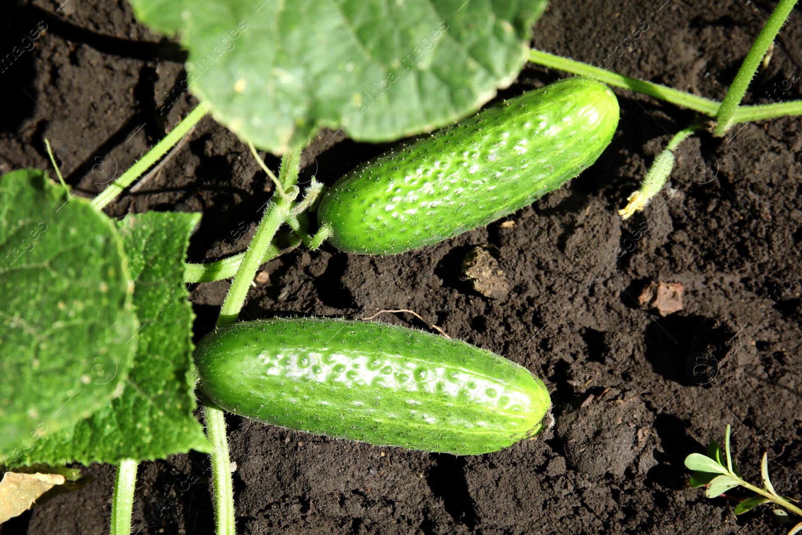 Photo of Green plant with ripe cucumbers in garden on sunny day