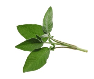 Fresh green sage leaves on white background