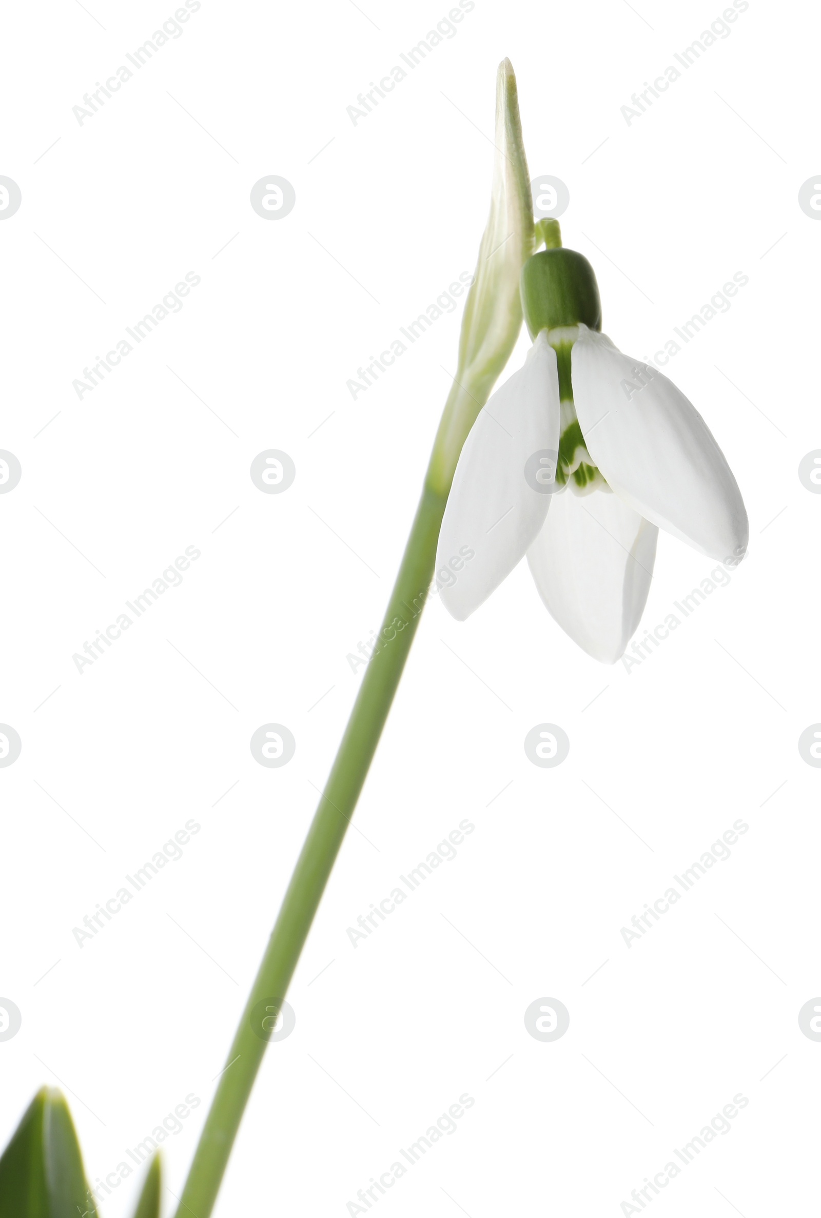 Photo of Beautiful snowdrop isolated on white. Spring flower