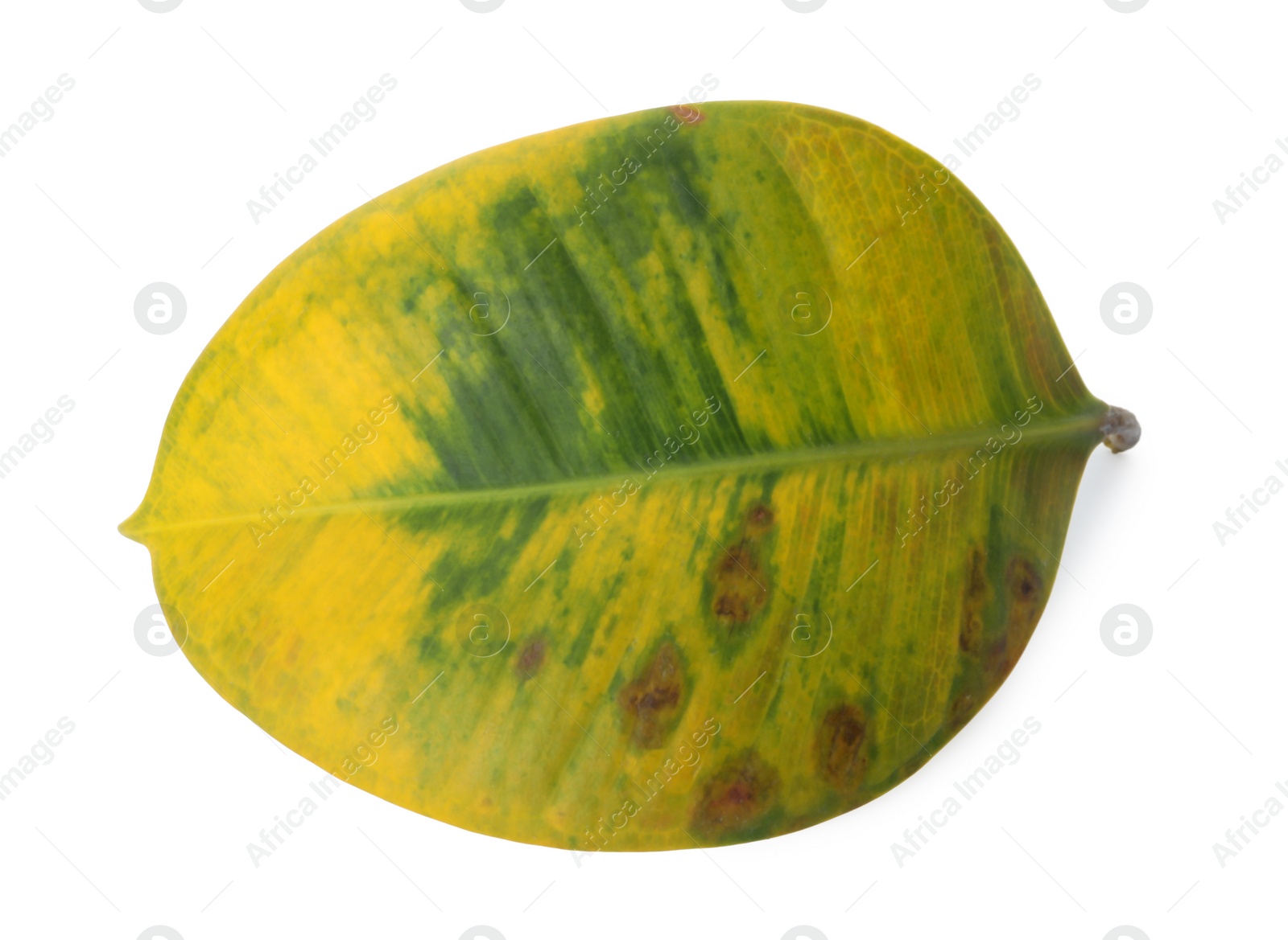 Photo of Leaf with blight disease isolated on white, top view